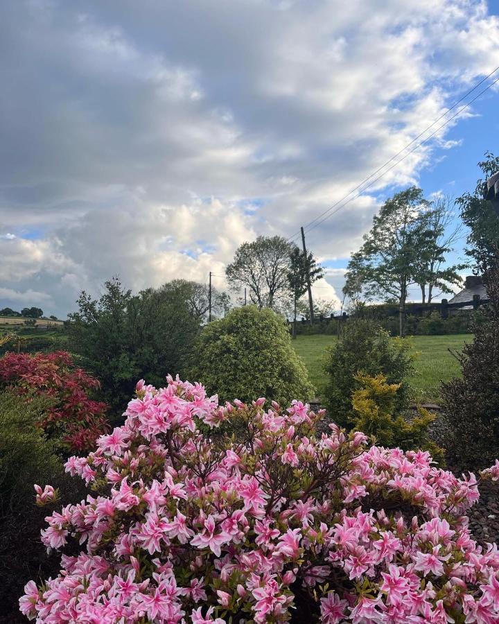 Dans Wee Cottage Slieve Croob Dromara Castlewellan Newcastle Exterior foto